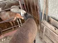 Qoç, Blackheaded Persian sheep — foto 6