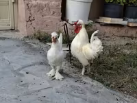 Chickens — 照片 6