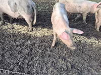 Eber, Schweine — Foto 3