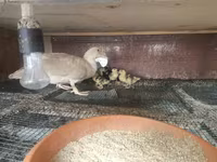 Ducks — Foto 2