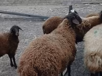 Qoç, Karakul sheep — foto 3