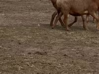 Qoyun, Arashan sheep — foto 2