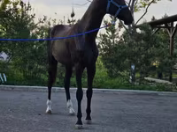 Hengst, Akhal-Teke — Foto 2