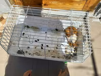 Heyvan: Dekorativ dəniz donuzu (guinea pig) Xüsusiyyətlər: - Rəng — Foto 4