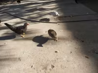 Guinea fowl — Foto 1