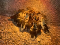 Ducks — photo 1