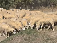 Qoyun, Ile-de-France sheep — foto 2