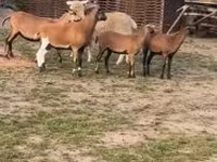 Ovce, Cameroon sheep — foto 2