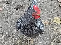 Chickens — फ़ोटो 3