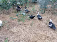 Ducks — الصورة 3