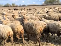 Sheep, Sheep — photo 6