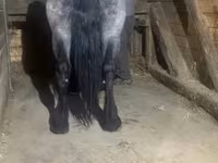 Égua, Polish Heavy — foto 5