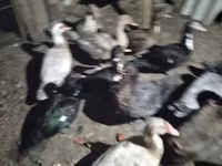 Ducks — 照片 1