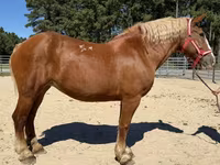Cavalo, Belgian Draught — foto 1