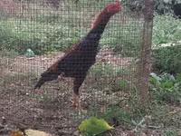 Chickens — 照片 1