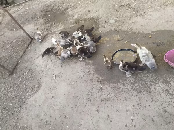 Domestic Muscovy — Azerbaijan