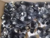 Chickens — photo 1