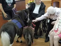 Mare, Miniature horse — photo 1