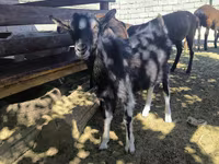 Billy Goat, Alpine goat — photo 2