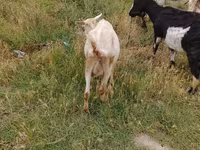 Dişi keçi, Keçilər — foto 8