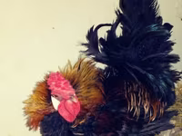 Chickens — photo 6