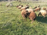 公羊, Sheep — 照片 7