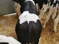 Cattle (batch, sex not specified), Simmental cattle — photo 3