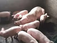 Sow, Pigs — photo 5
