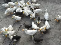 Ducks — photo 3