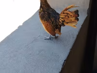 Chickens — photo 4