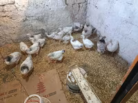 Chickens — foto 1