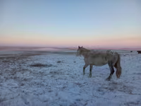 Madyan, Yakutian horse — foto 3