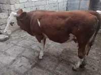 بقرة, Simmental cattle — الصورة 2