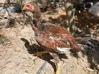 Chickens — photo 5
