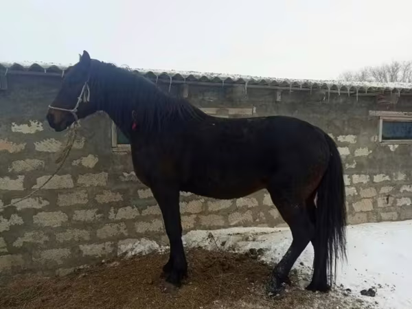 At, Atlar