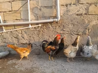 Chickens — Foto 2