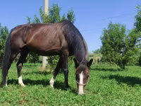 Mare, Akhal-Teke — photo 3