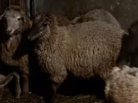 Sheep (batch, sex not specified), Sheep — photo 2
