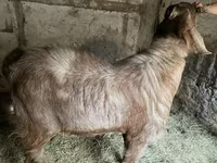 Kozioł, Nubian Goat — zdjęcie 5