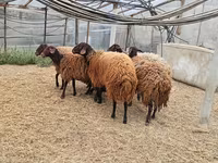 Qoyun, Qoyunlar — foto 1