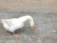 Geese — الصورة 1