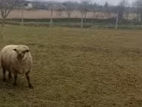 كبش, Shroshire sheep — الصورة 4