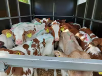 Buğa, Simmental cattle — foto 2