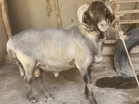 Sheep (batch, sex not specified), Sheep — photo 2