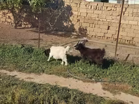 Keçilər (partiya, cinsi göstərilməyib), Keçilər — foto 2