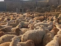 Quzu kəsimi və təmizlənmiş ət - Yerli təsərrüfatda yetişdirilən — الصورة 5