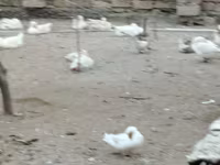 Geese — photo 4