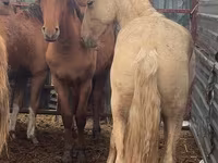 Koń, New Altai Horse — zdjęcie 2