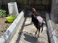 Chickens — photo 3