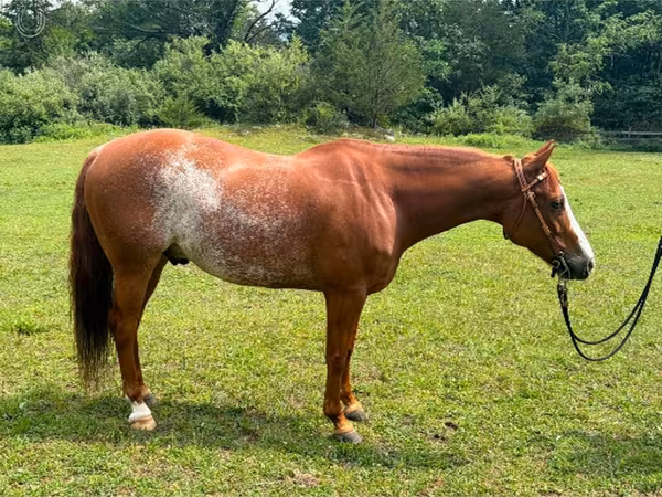 At, Quarter Horse
